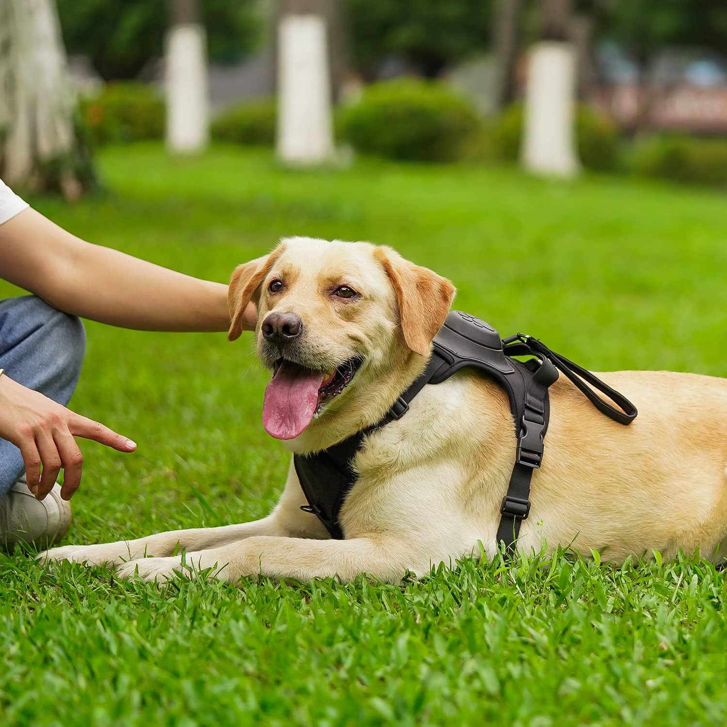 Smart Dog Harness w/ Auto Leash